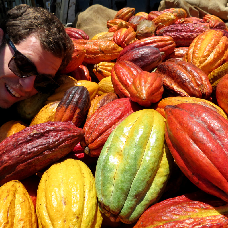 Image of man smiling with a heap of cacao pods