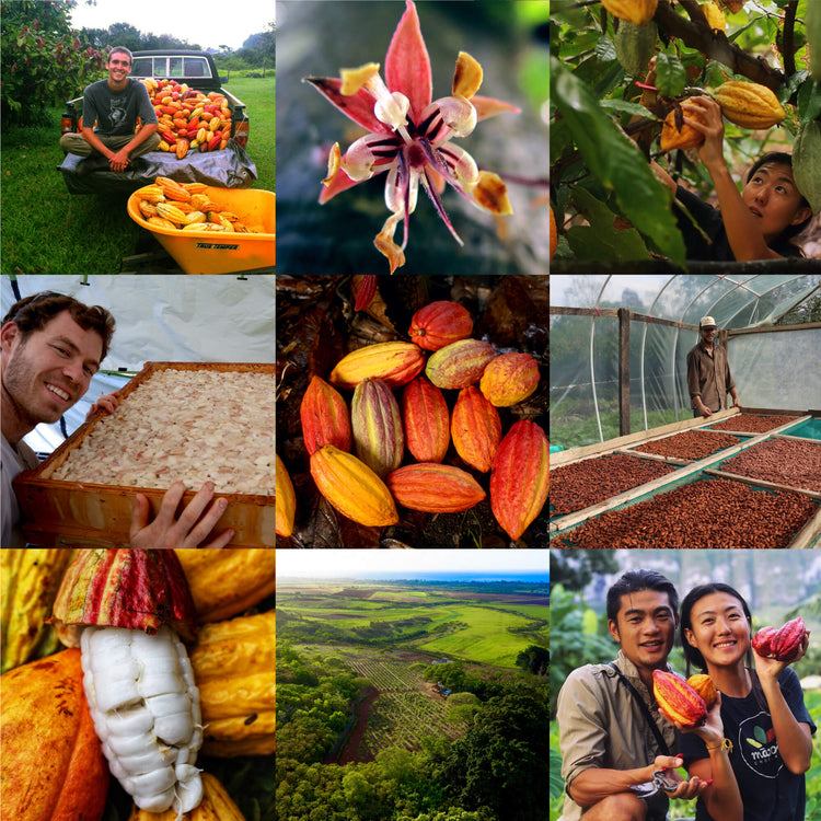 Collage of images of cacao seeds, pods, trees, and farmland