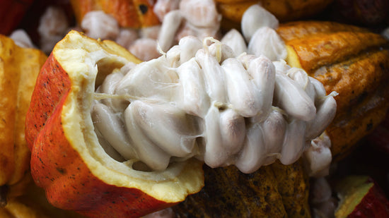 Image of a fresh cacao pod with cacao beans and fruit