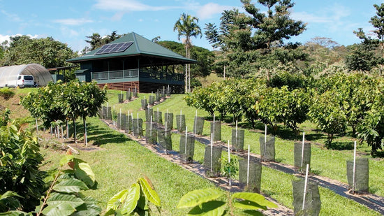Image of open air tasting room nestled in cacao orchard