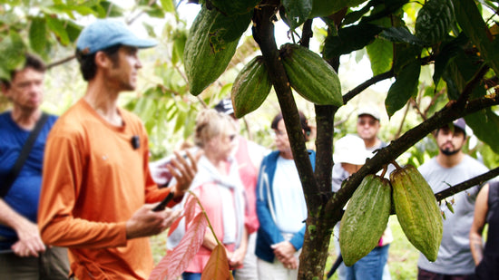 Image of cacao pods on a tree with tour guests in background