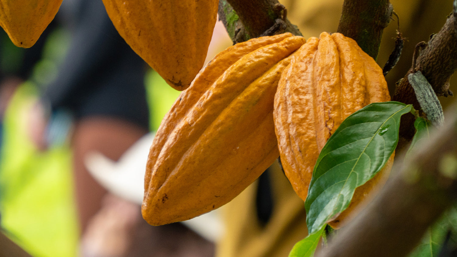 Image of brightly-colored cacao pods