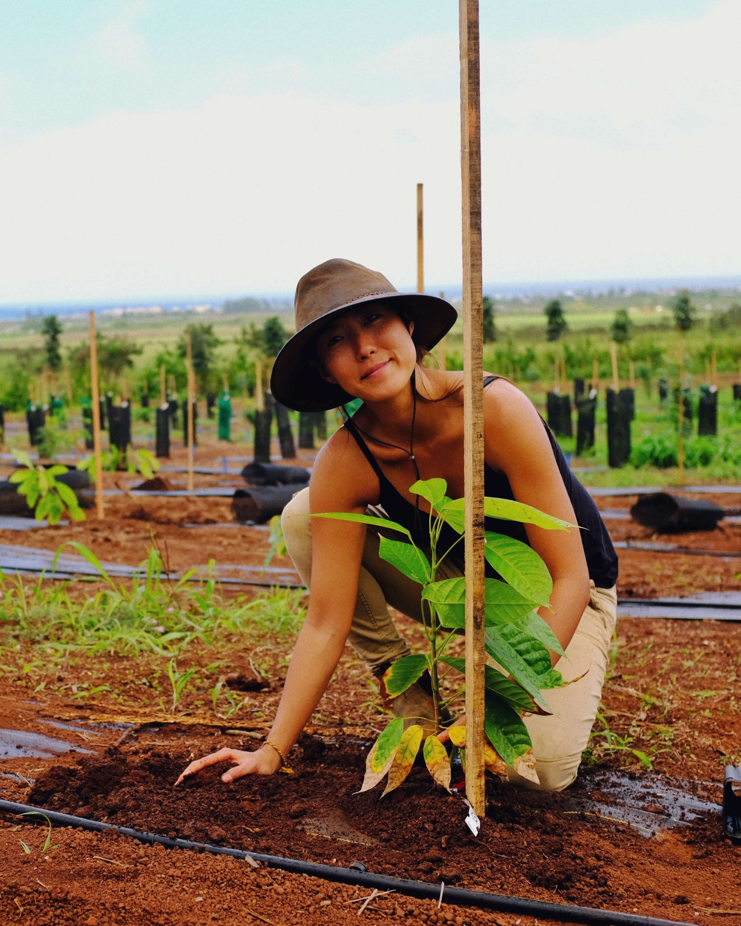 Image of woman planting cacao tree
