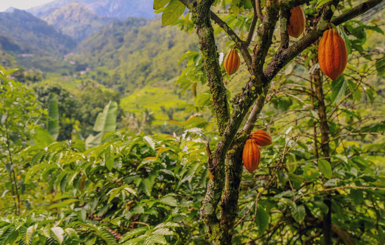 Image of cacao tree in tropical forest