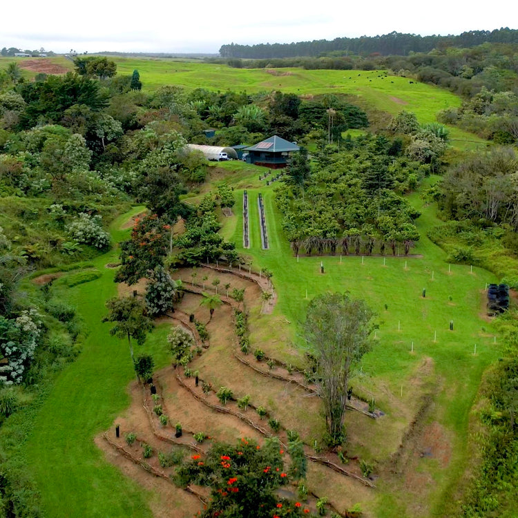 Image of drone shot of honolii cacao farm with groomed fields and trees