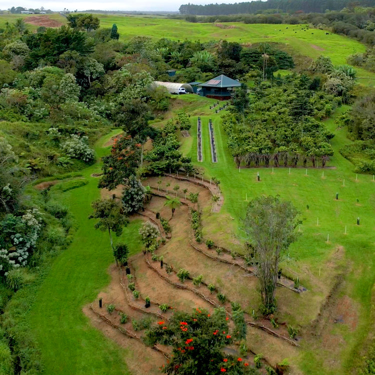 Drone image of cacao orchard