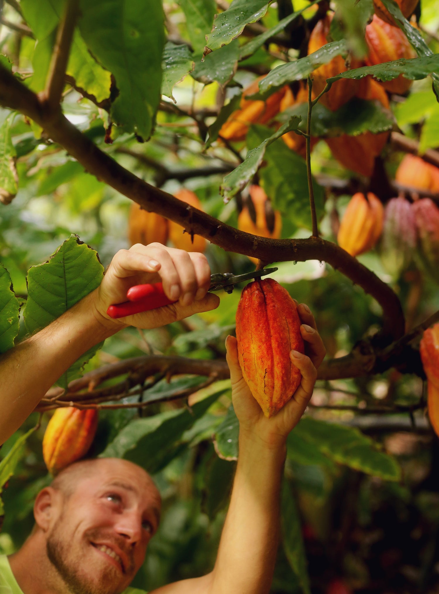 Image of man clipping cacao pod from tree