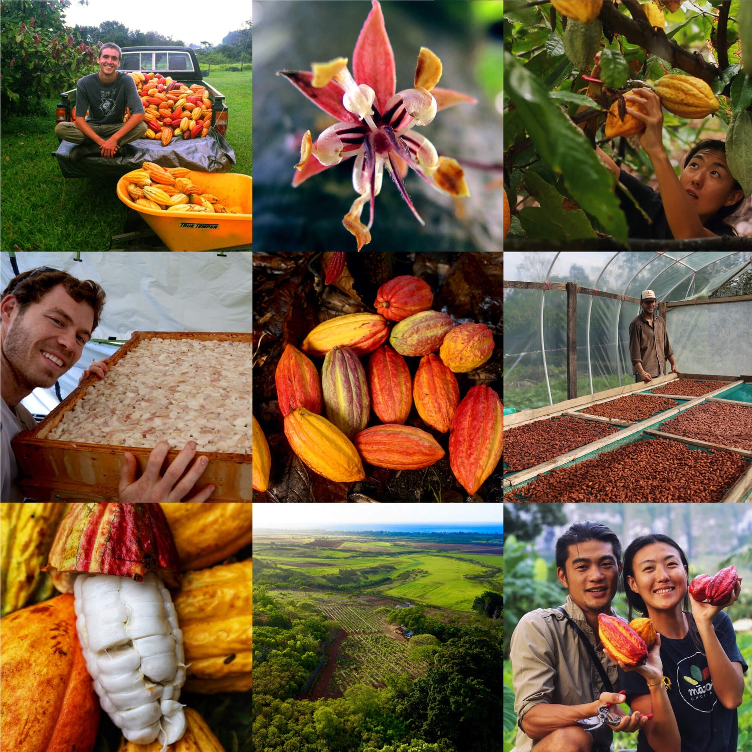 Assorted images of cacao pods, cacao seeds drying and fermenting, farmland, and a cacao blossom