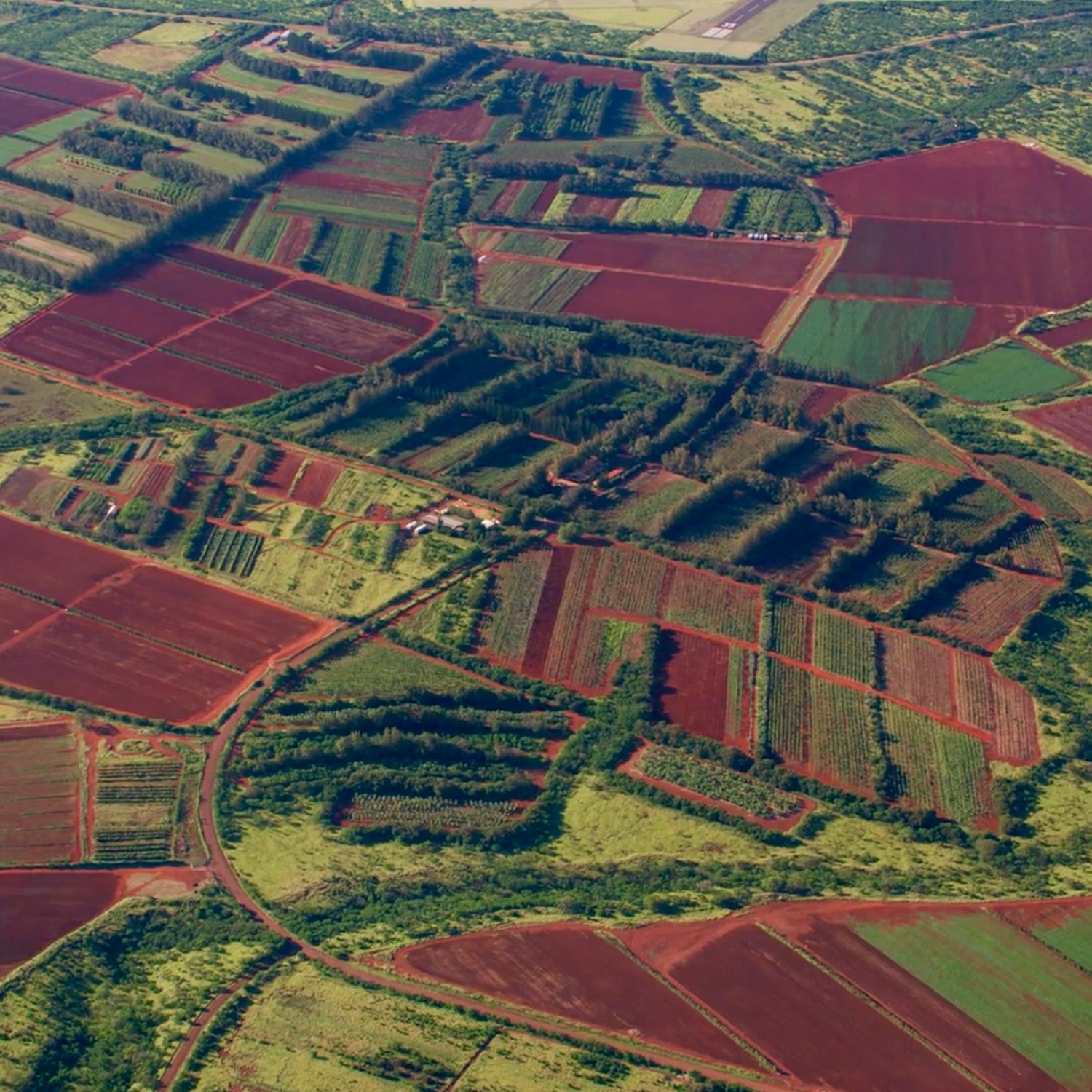 Aerial view image of cacao farm