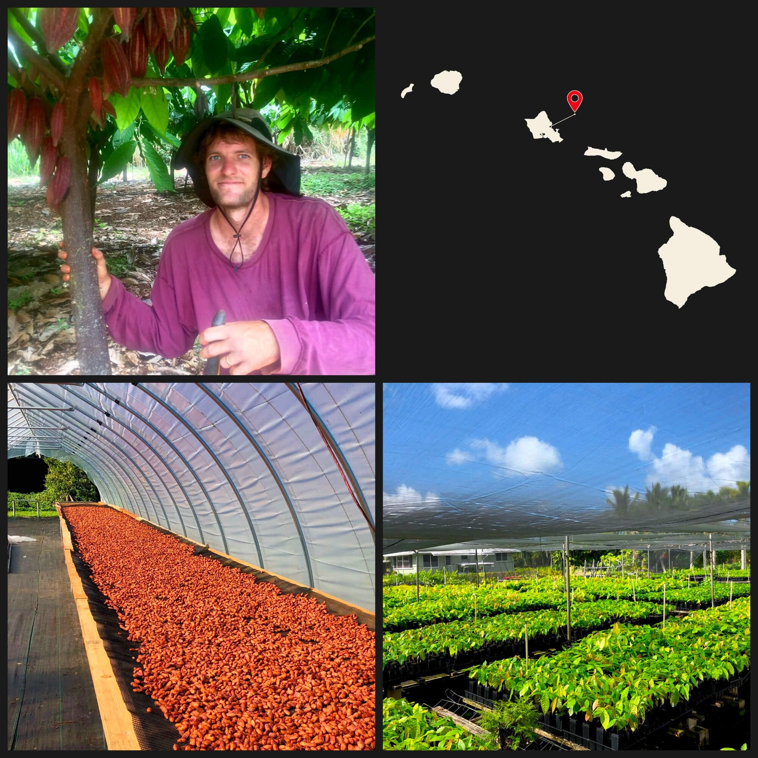 Image of man with cacao tree, drying cacao seeds, cacao tree seedlings, and map of the Hawaiian islands