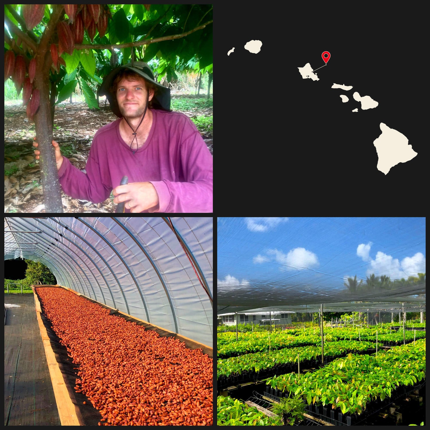 Dried cacao beans and young cacao plants