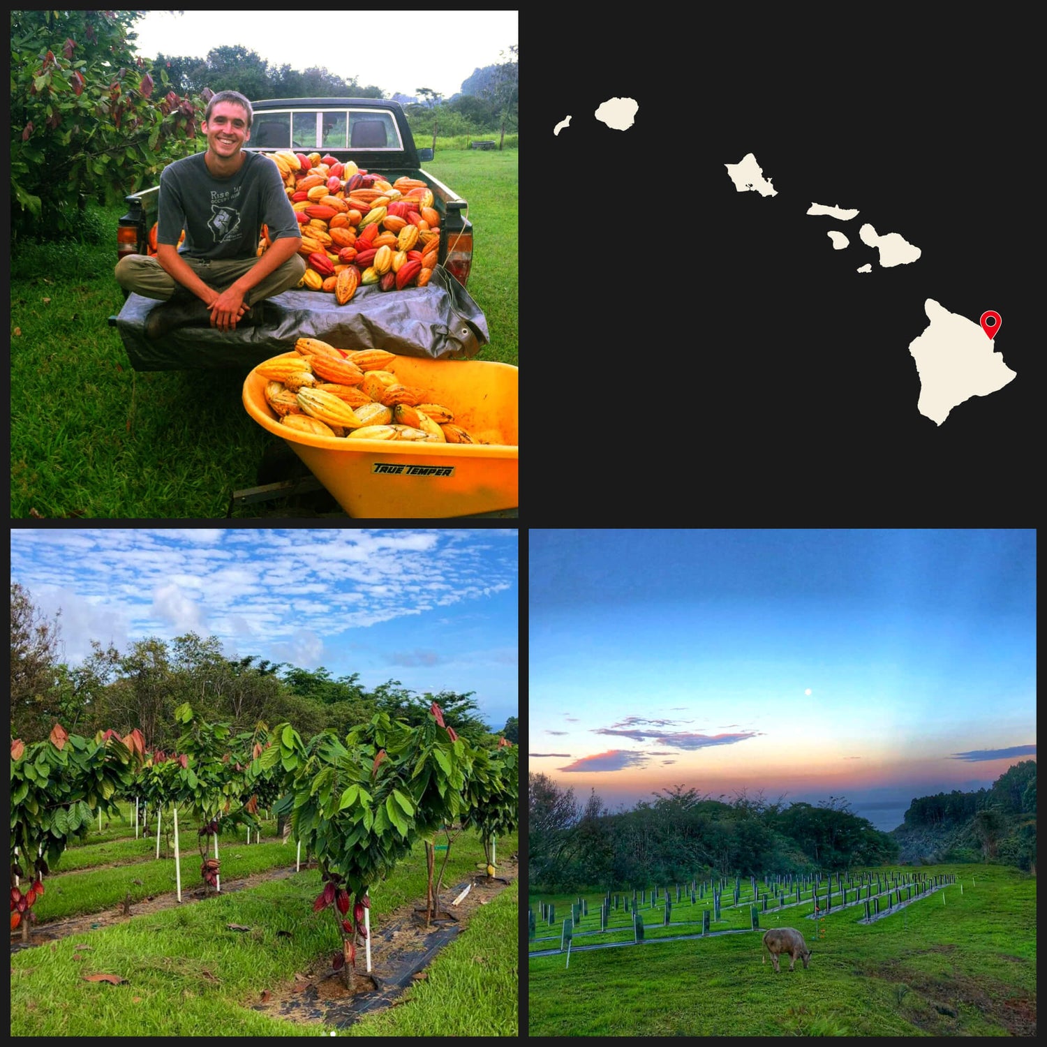 Images of man with cacao pods, cacao trees, farmland, and map of the Hawaiian islands
