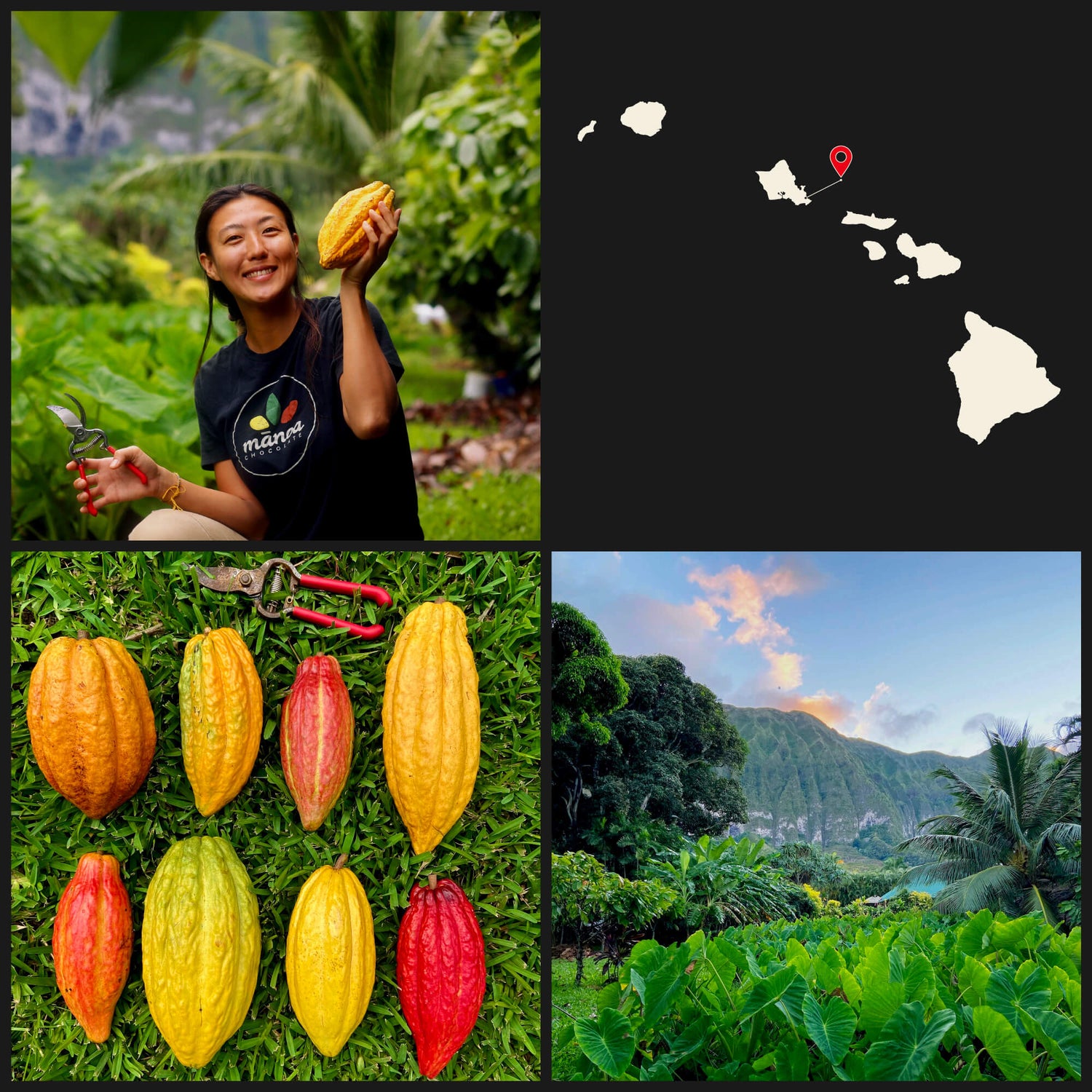 Woman posing with cacao pods