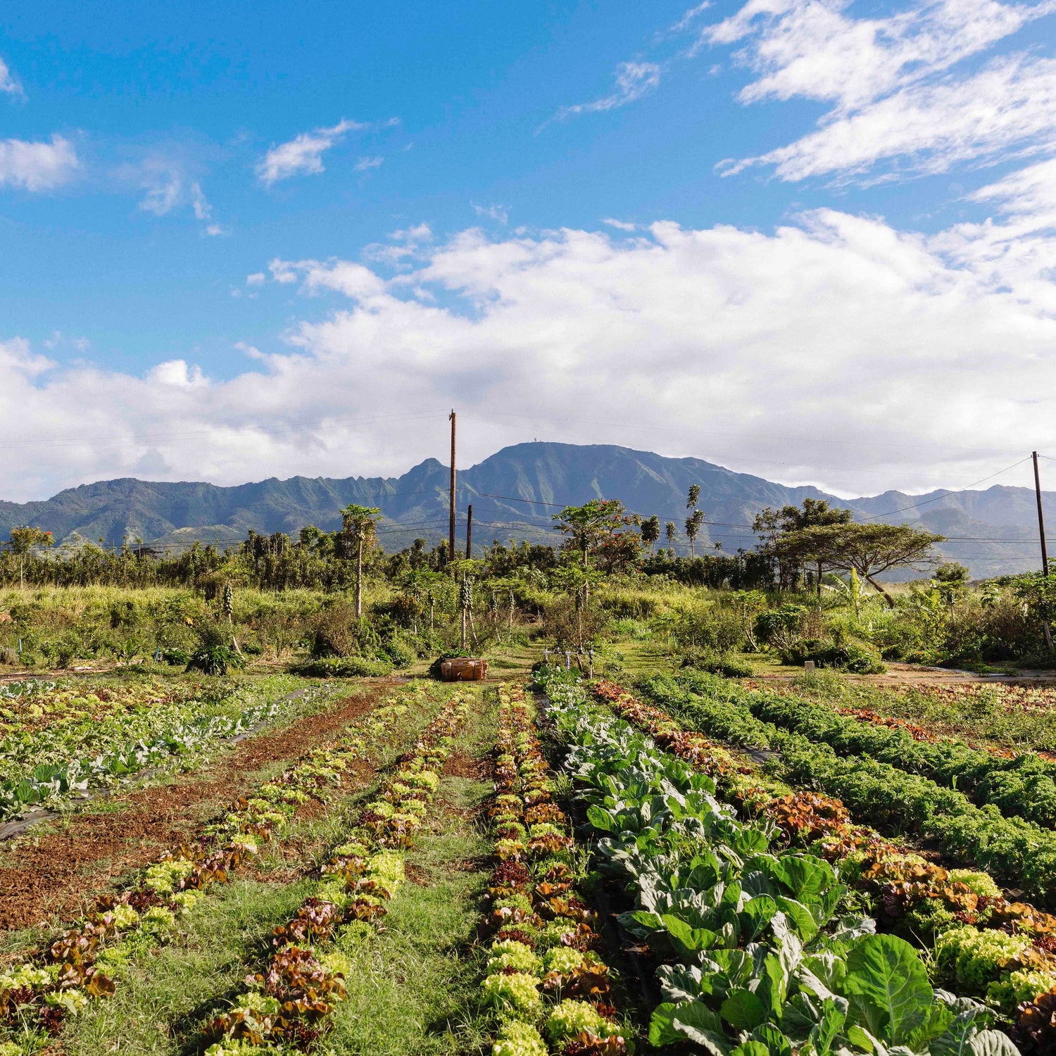 image of the vegetables growing at the kokua learning farm