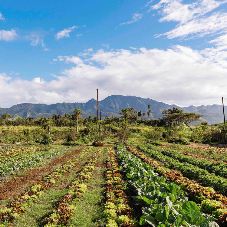 image of the vegetables growing at the kokua learning farm