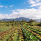 image of the vegetables growing at the kokua learning farm