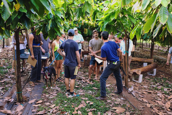 Image of guests at a cacao farm tour, standing in the orchard