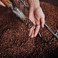 Hand holding a small container of coffee beans above a large pile of coffee beans.