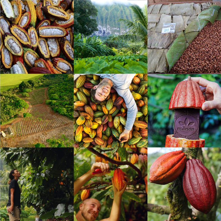 Collage of images of cacao seeds, pods, trees, and farmland