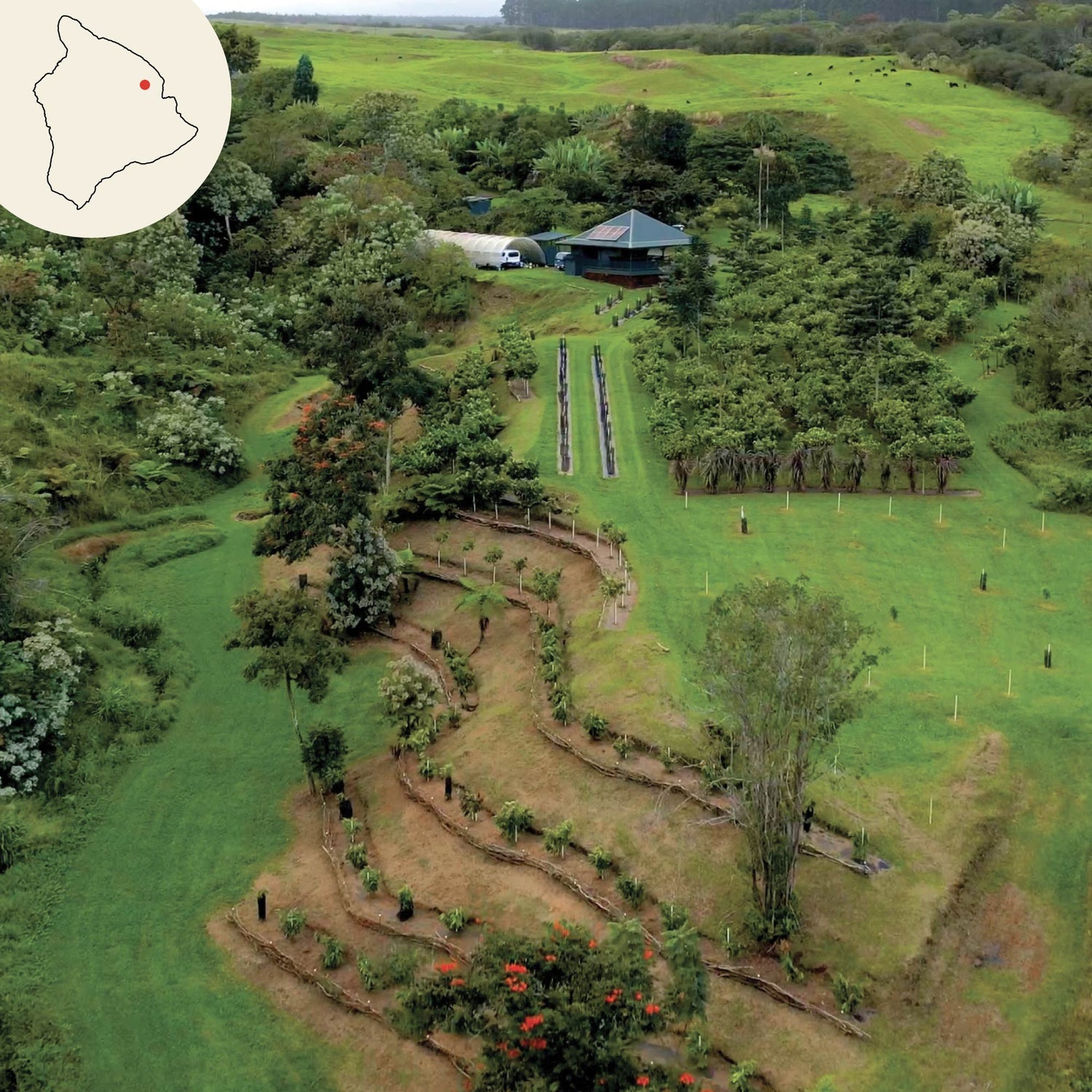 honolii cacao farm drone image with hawaii island map