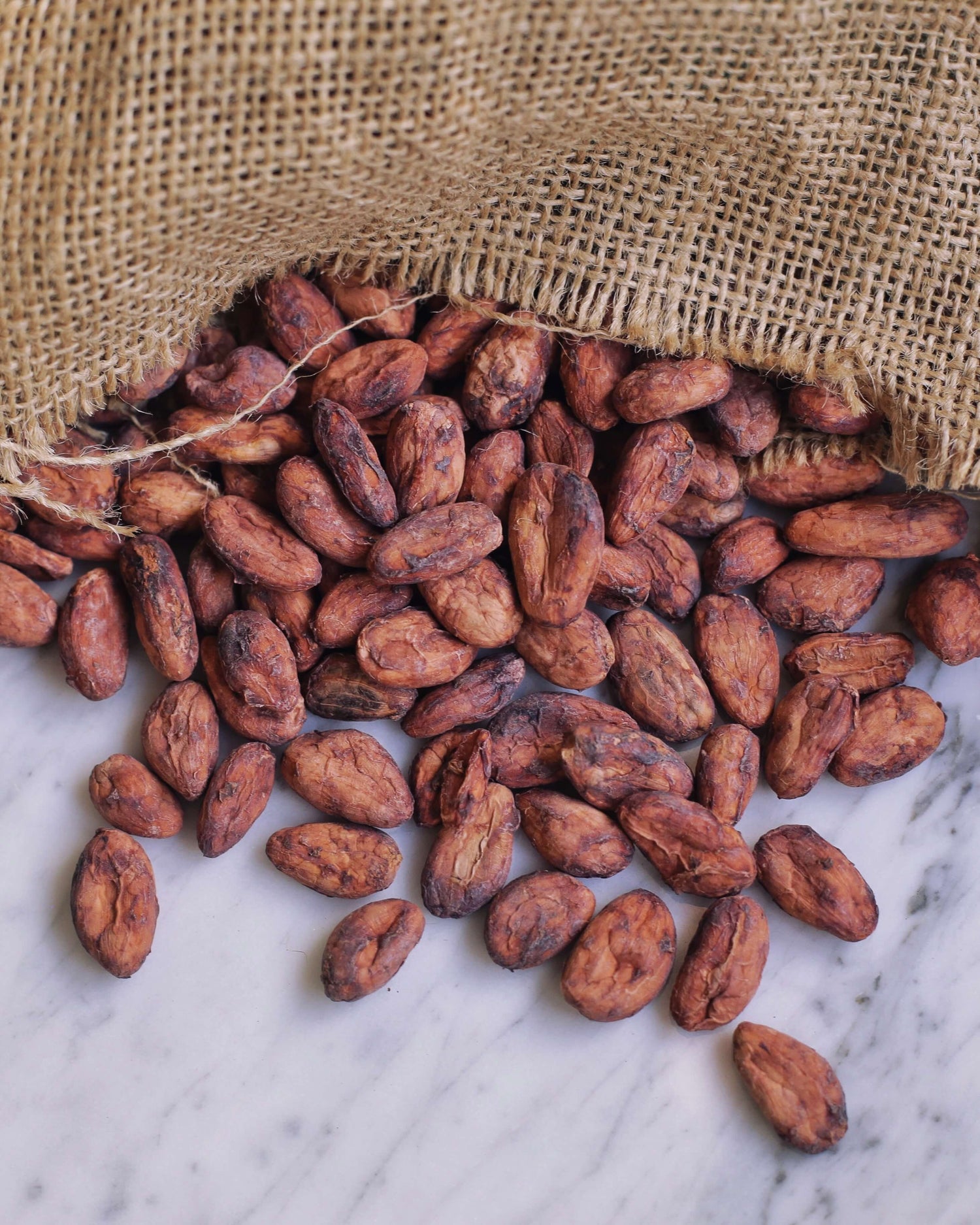 Image of dried cacao beans spilling out of burlap bag