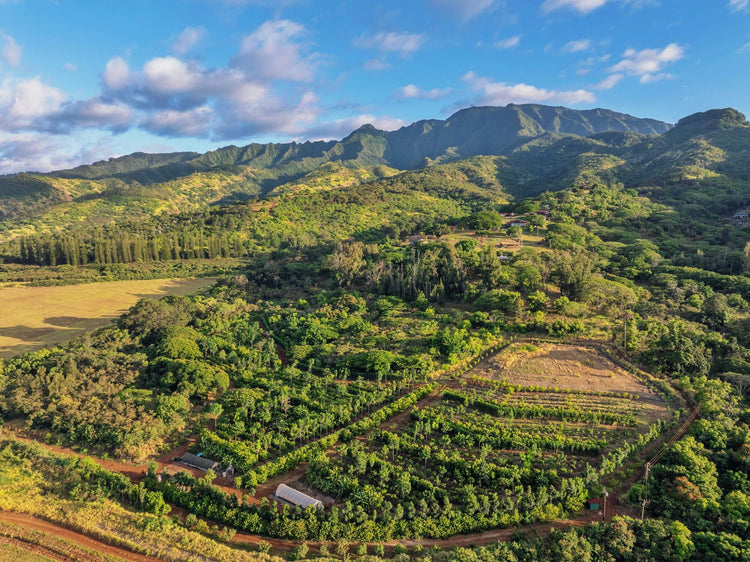 Aerial shot of cacao farm on Oahu with mountains in background