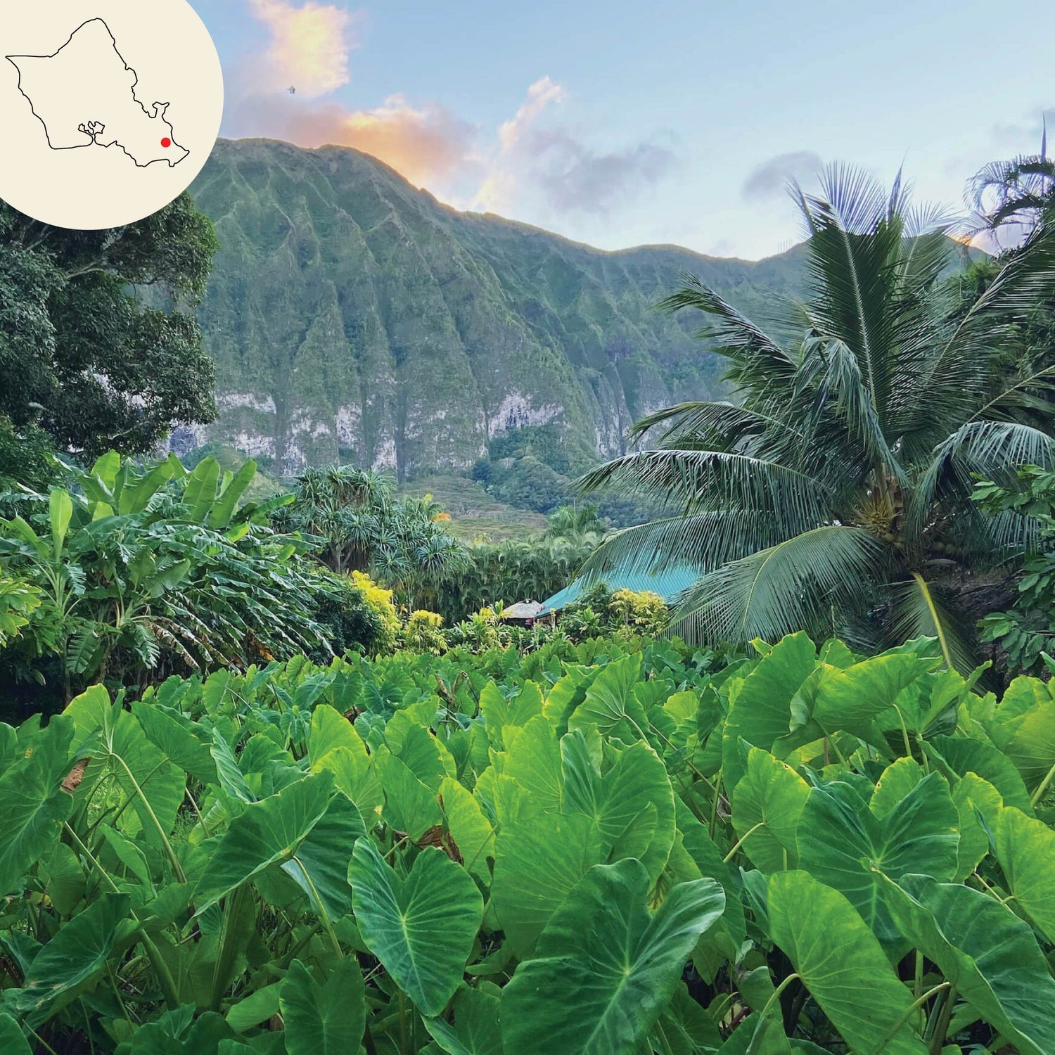 forest and mountains of waimanalo with oahu island map