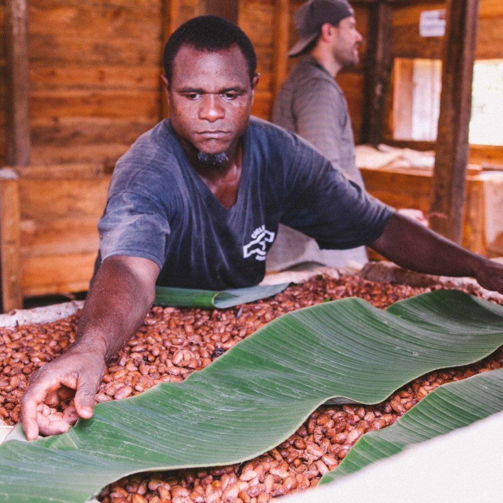 Image of man covering fermenting cacao beans with a banana leaf