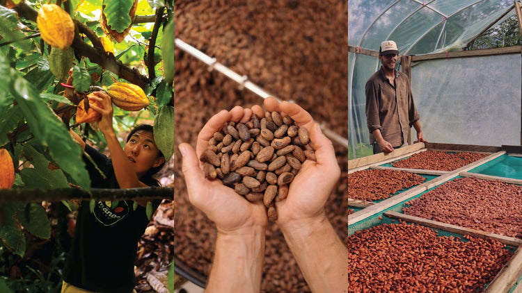 3 images, from left to right: woman clipping cacao pod from tree, a handful of dry cacao seeds, man with racks of dried cacao seeds