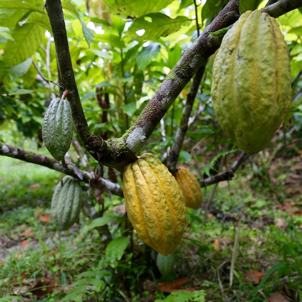 Yellow cacao pod on tree
