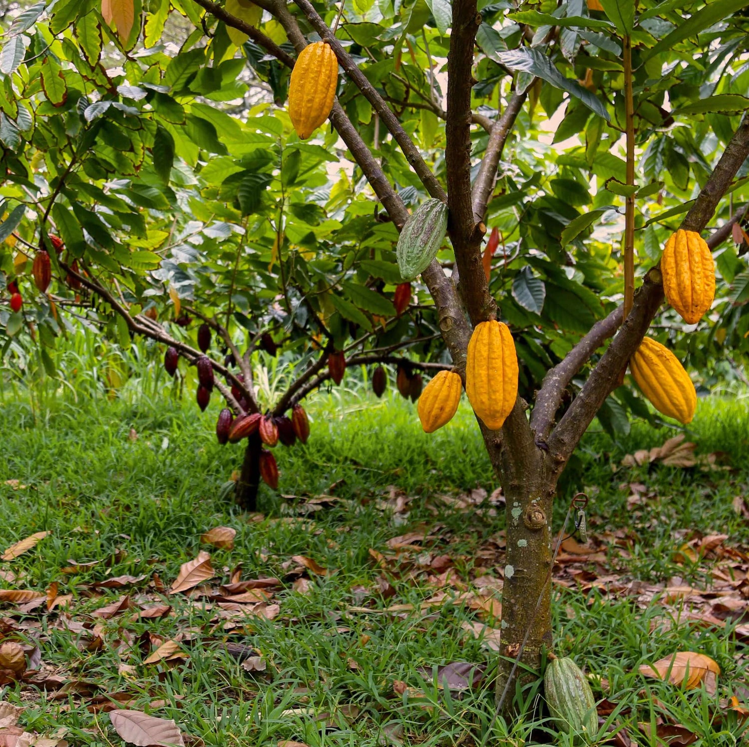 Cacao trees
