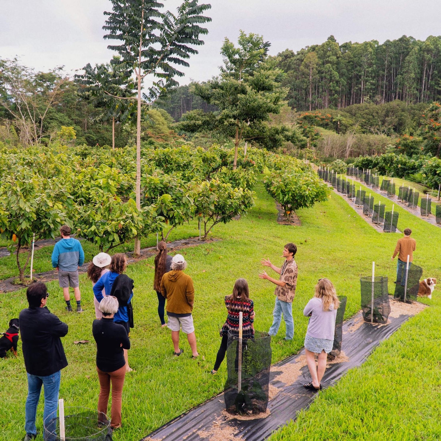 Farm Tours Manoa Chocolate Hawaii