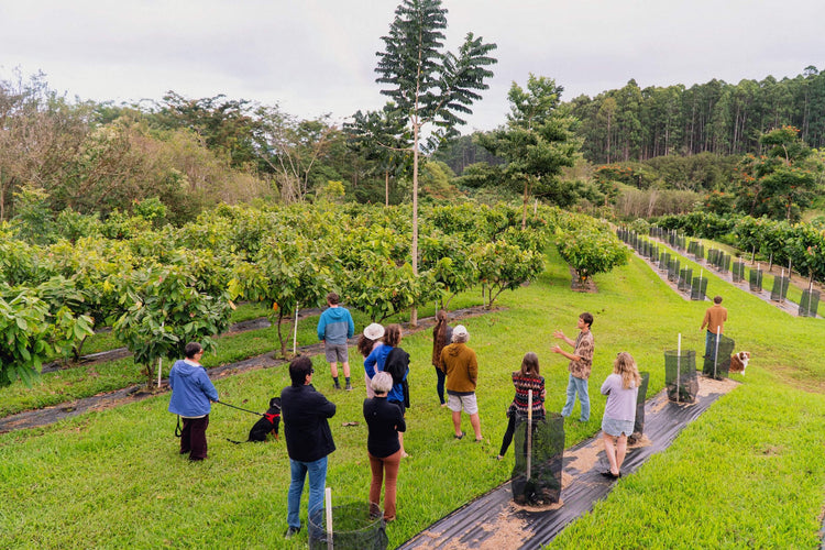 Image of guests at a cacao farm tour, standing in the orchard