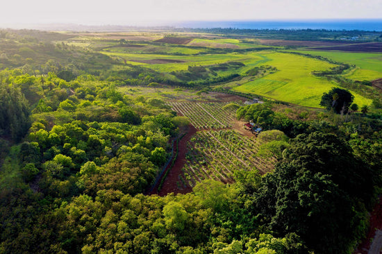 Drone image of Kamananui cacao farm