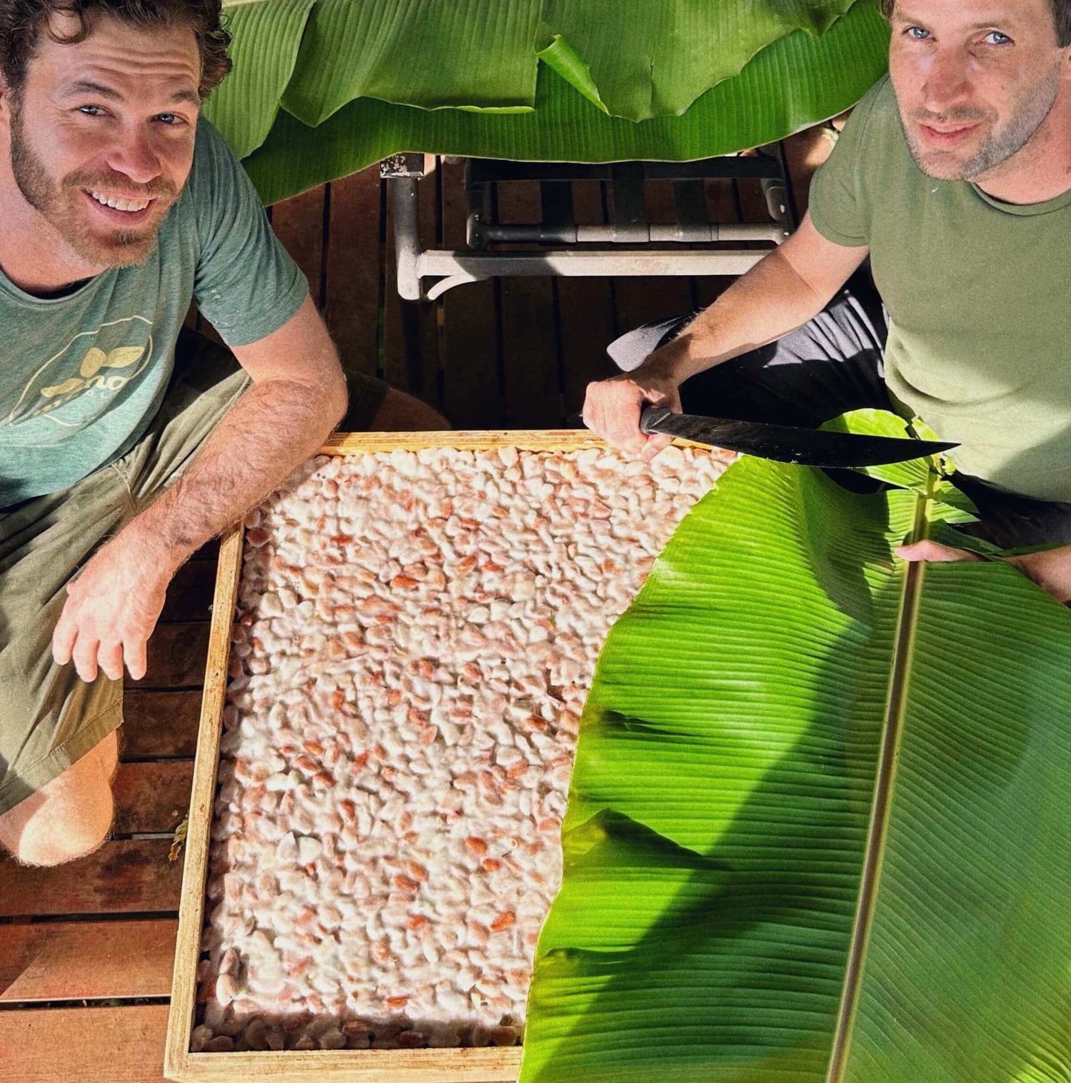 Image of two farmers loading cacao seeds into a fermentation box