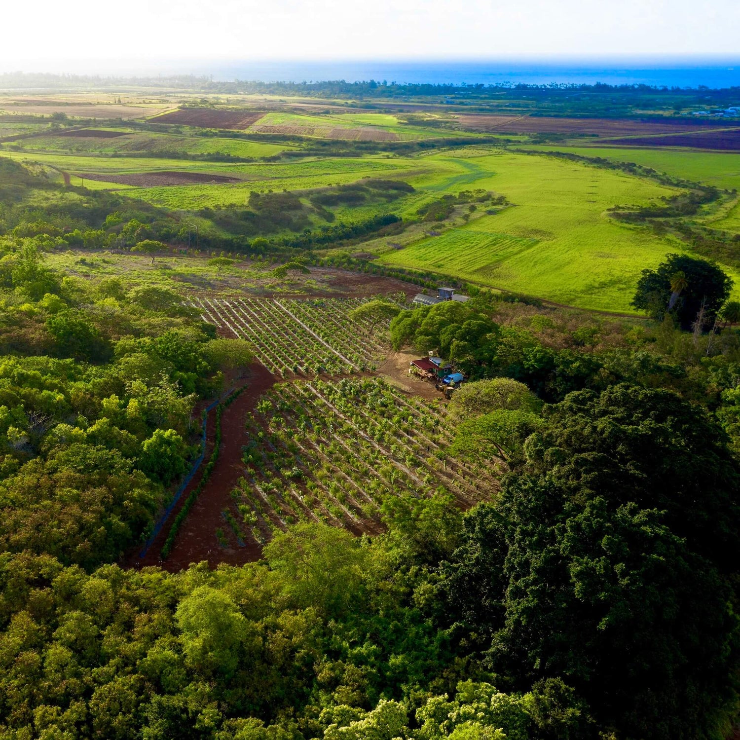 Image of Kamananui cacao farm aerial view