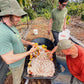 Image of three farmers harvesting cacao