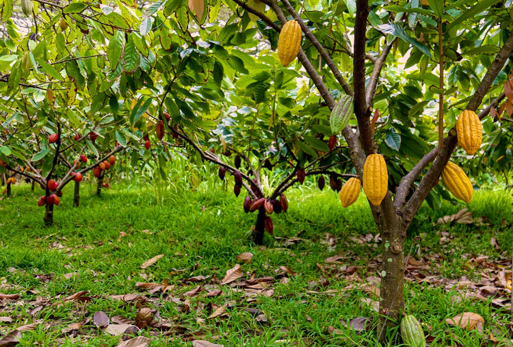 Image of cacao orchard