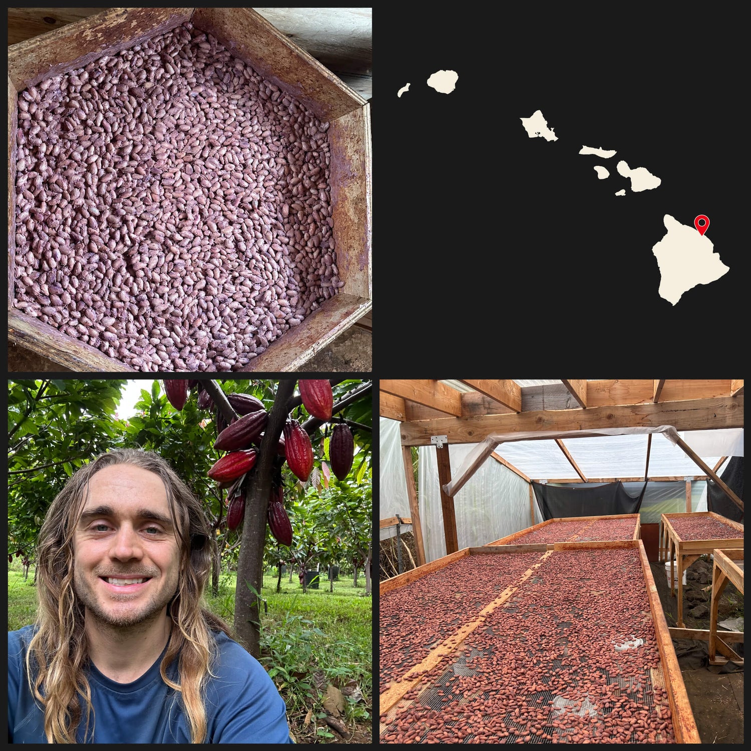 Images of cacao tree, dry cacao seeds and a map of the Hawaiian Islands