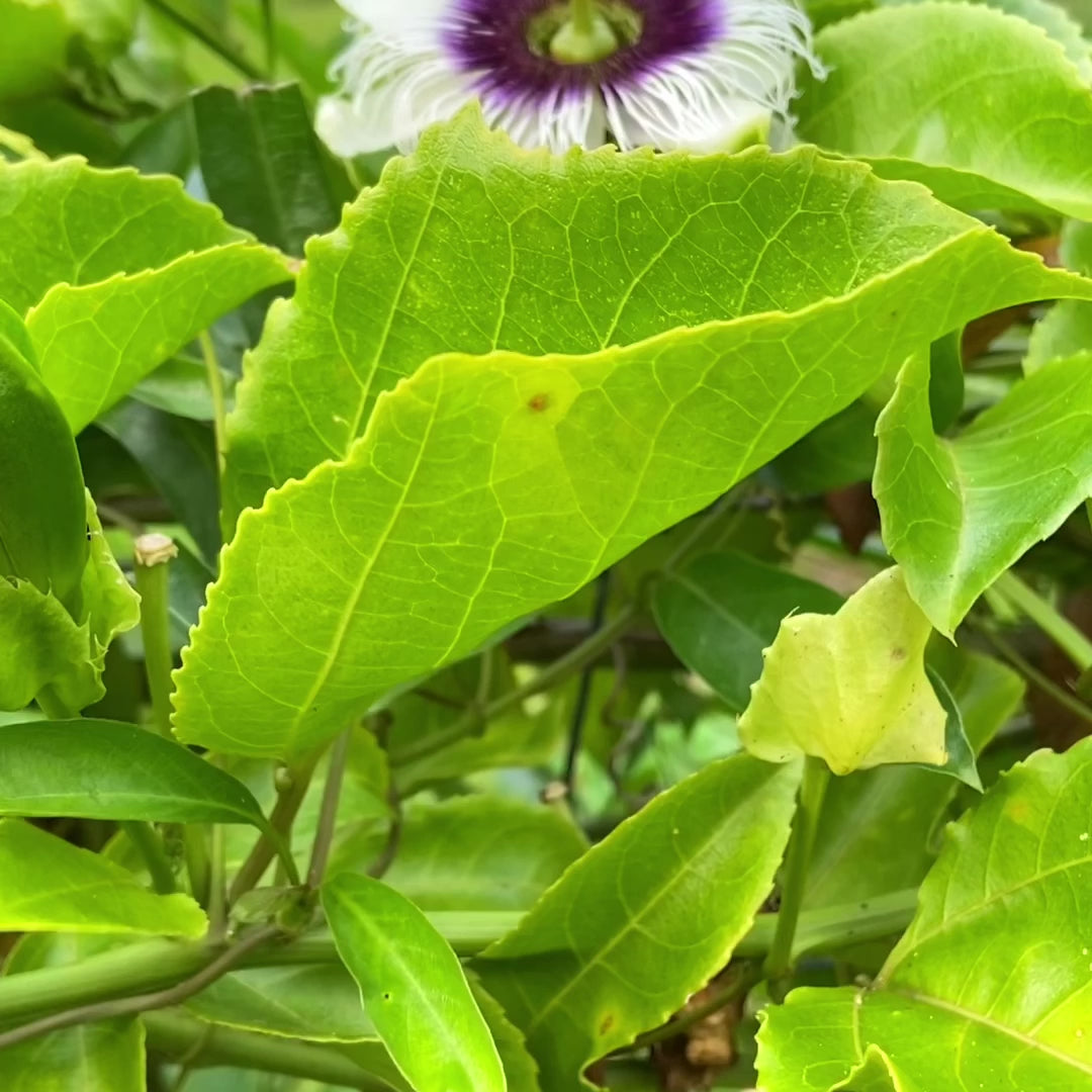 Video of a lilikoi passion fruit being opened