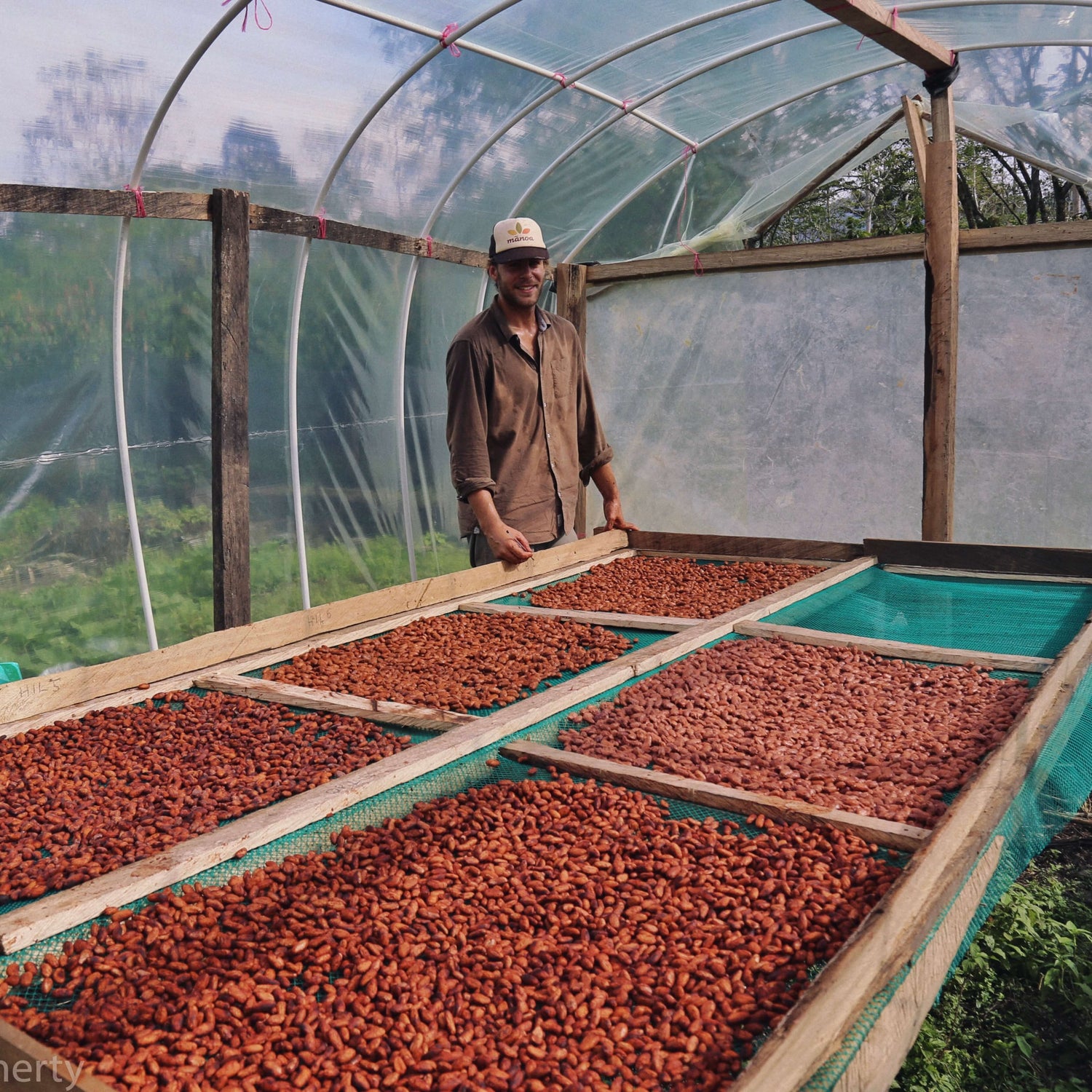 Man standing among dried cacao bean