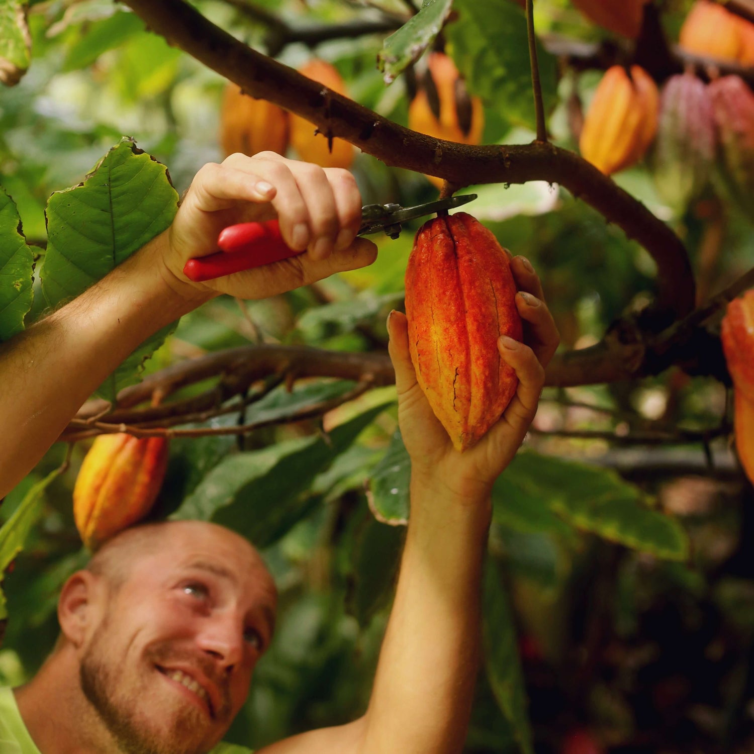 Man cutting cacao pod from tree