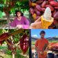Images of cacao farmers, cacao trees, and cacao pods